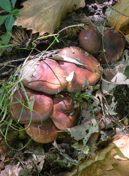 Tricholoma fracticum?